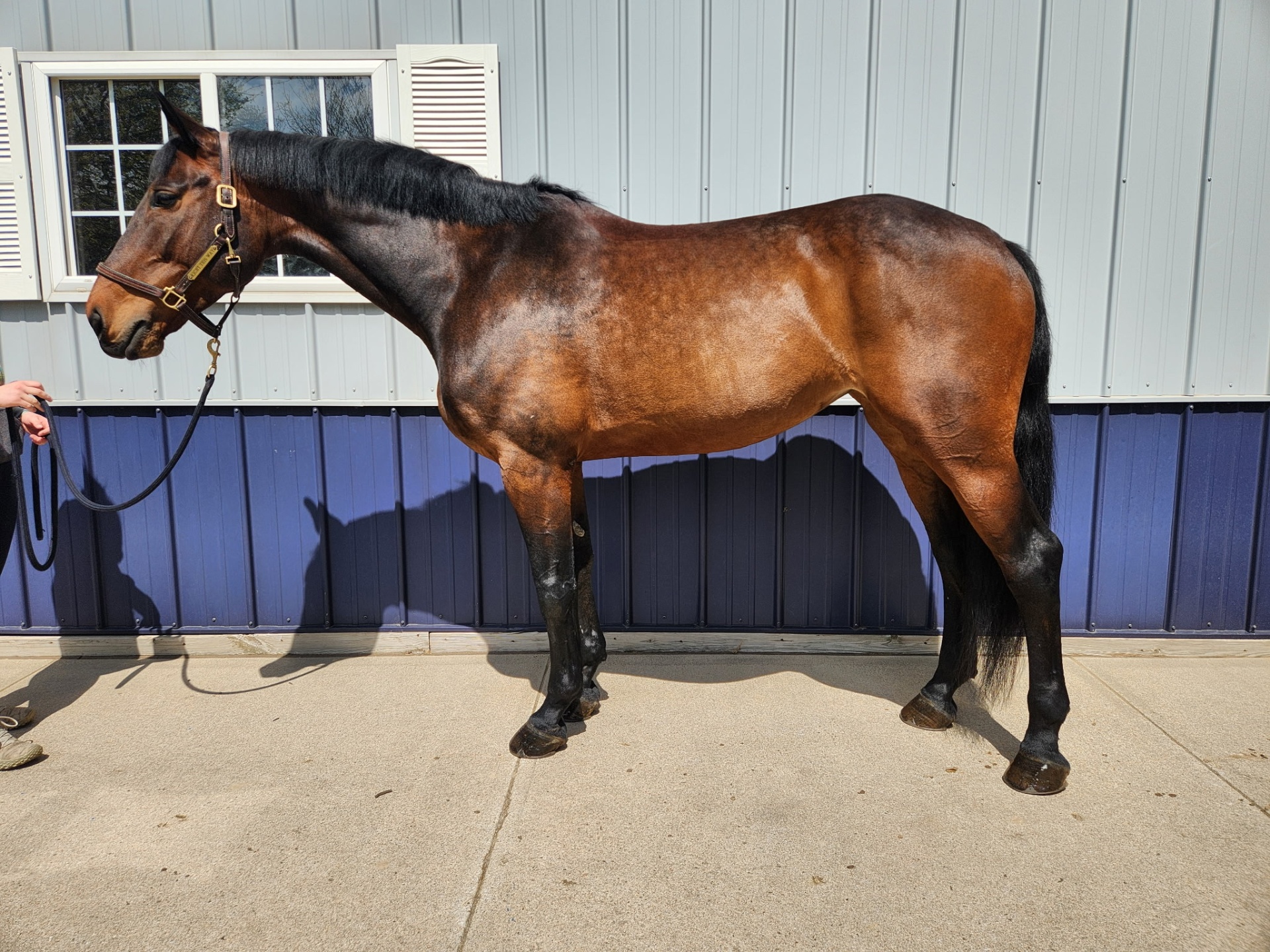 Horse softening as cellular load is supported