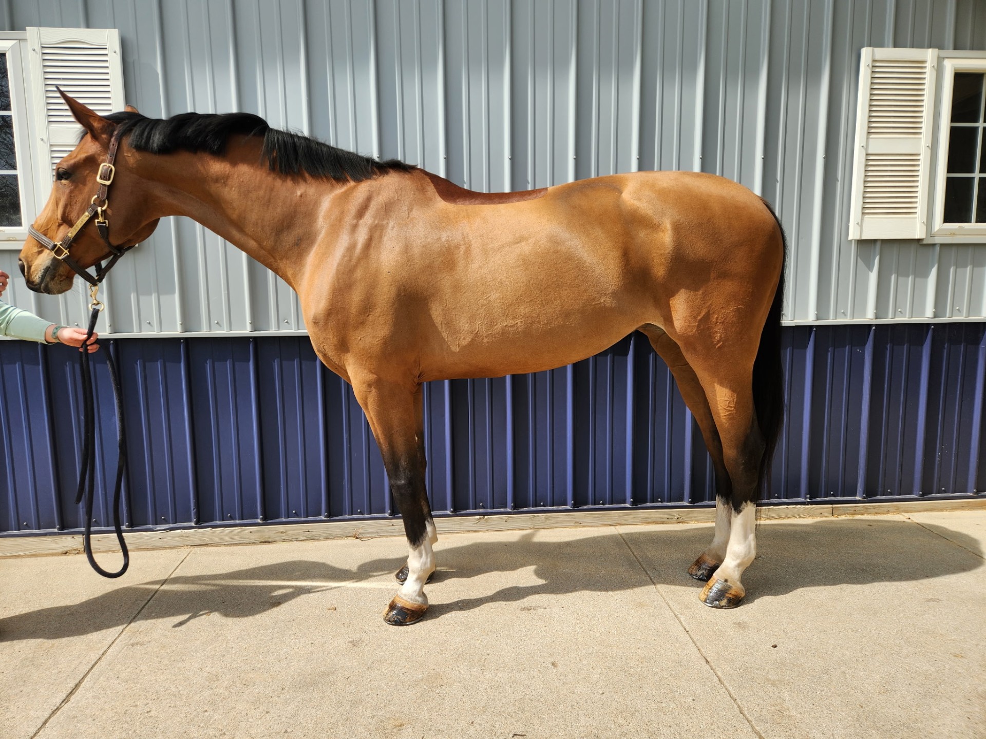 Mango — calm at the in-gate after ten weeks of protocol