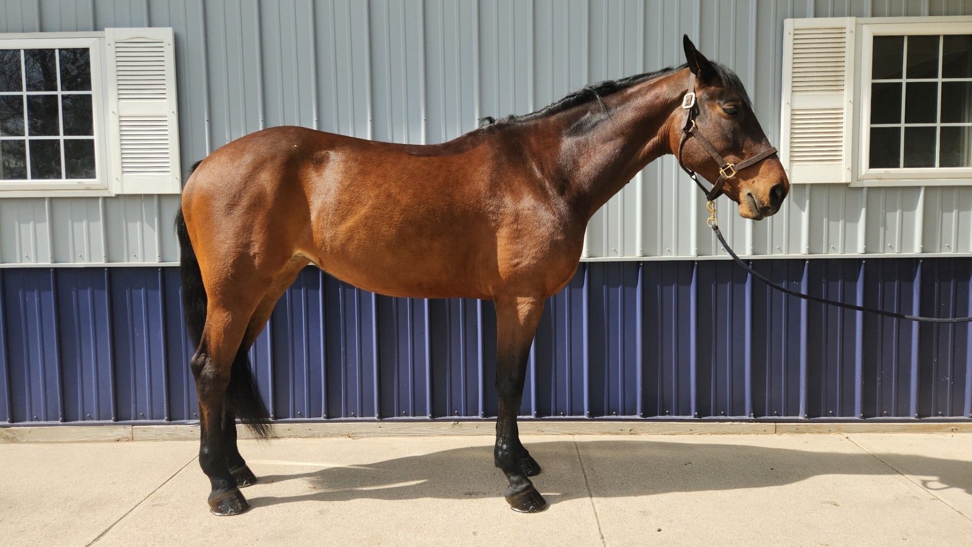 Well-conditioned horse showing the smooth horse effect